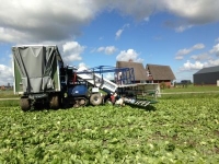 Récolteuse de salade Van Der Sluis Oogst rupsmachine / Sla oogstmachine