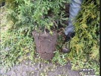 Autres matériel et accessoires d´arboriculture  snoeimachine steekmachine buxusknipper rondsteekmachine