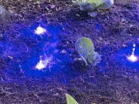 Herse étrille  Autonome Laserweeder / Laserwieder / Robotwieder
