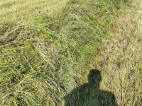 Andaineur Talex Bocian/ zwadkeerder/ trommelschudder 2.75