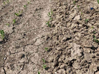 Autres matériel et accessoires de travail du sol Agronomic Korstenbreker
