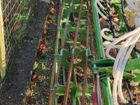 Cultivateur Steeno Multi-Tasker