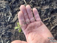 Cultivateur Güttler SuperMaxx 50-7 BIO